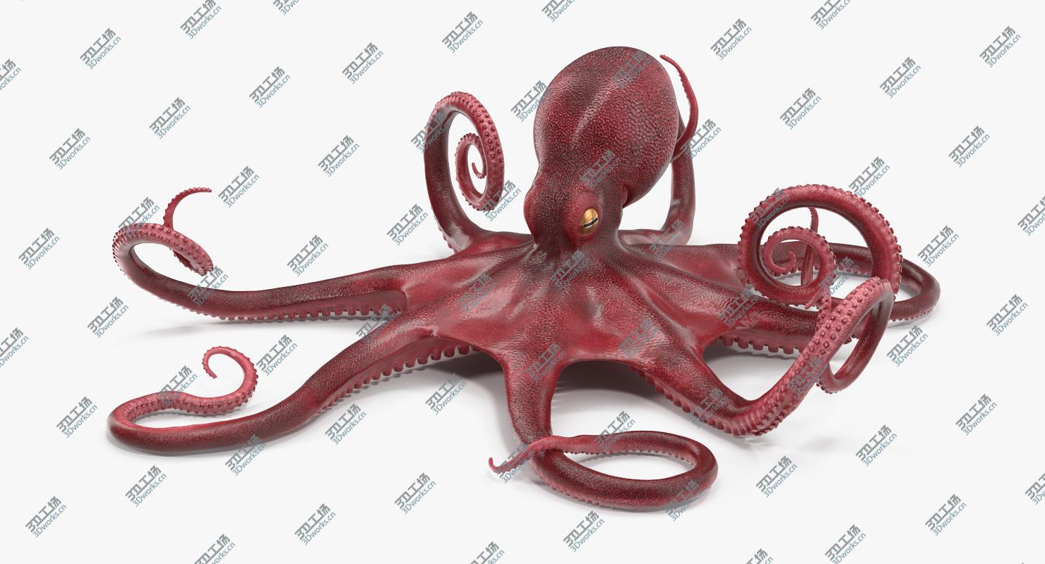 images/goods_img/20210313/Octopus Vulgaris Rigged for Maya 3D model/4.jpg
